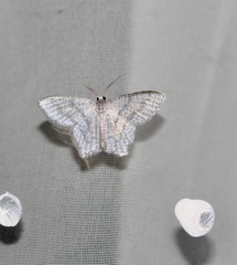 Chloropteryx opalaria