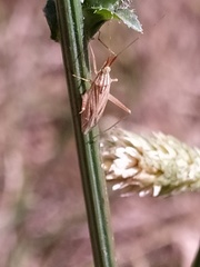 Miridius quadrivirgatus