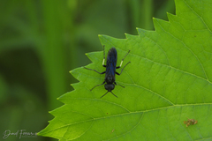 Tenthredo bifasciata