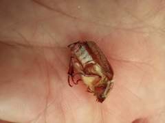 Scarabaeidae