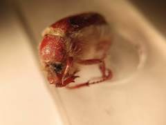 Scarabaeidae