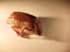 Scarabaeidae
