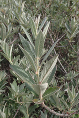 Salix breweri