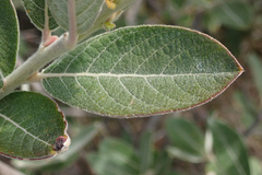Salix breweri