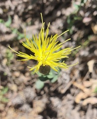 Klasea cerinthifolia