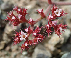 Chorizanthe breweri