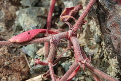 Chorizanthe breweri