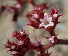 Chorizanthe breweri