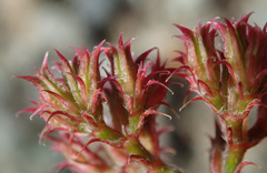 Chorizanthe breweri