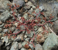 Chorizanthe aphanantha