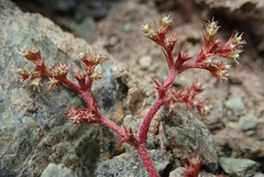Chorizanthe aphanantha