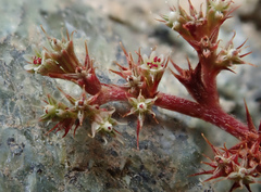 Chorizanthe aphanantha