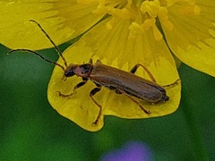 Cantharis figurata