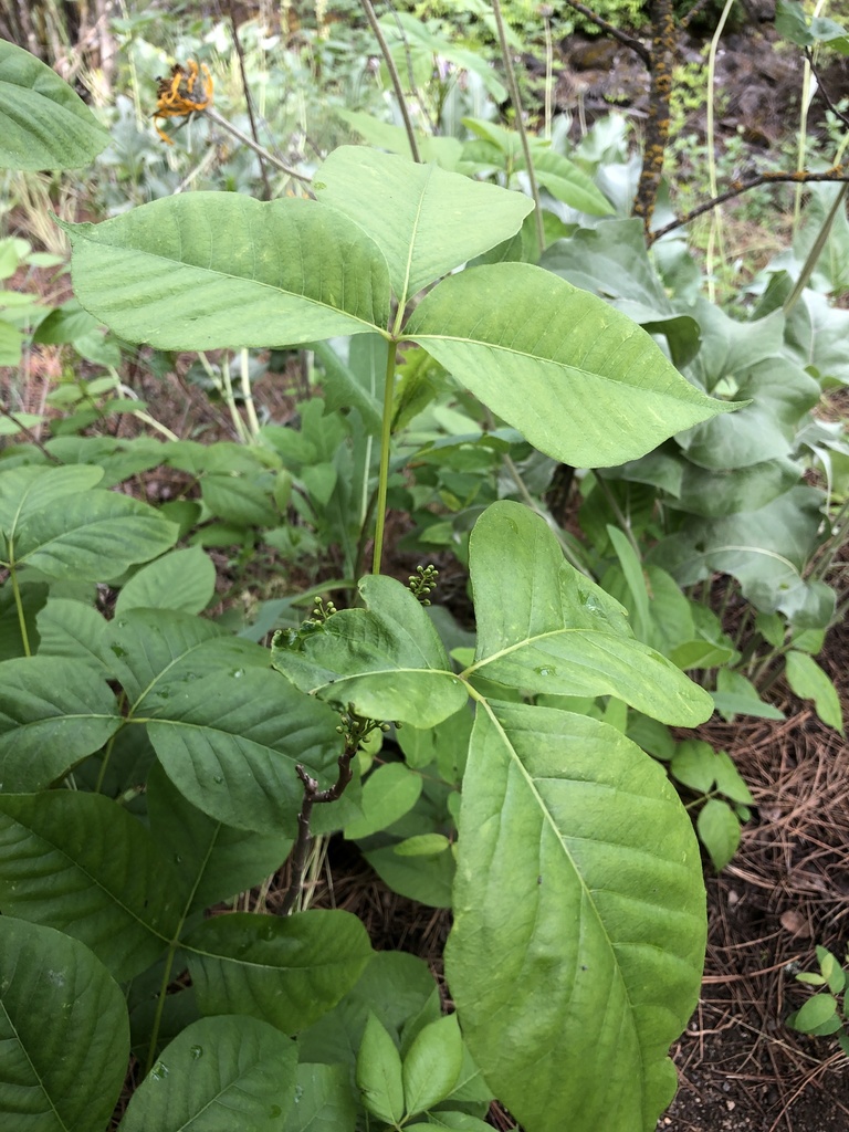 western poison ivy from Latah Valley, Spokane, WA, US on June 12, 2022 ...