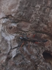 Odontocolon dentipes