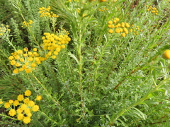 Pentzia cooperi