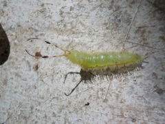 Hedylidae