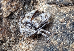 Dichostates compactus compactus