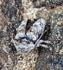 Dichostates compactus compactus