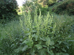 Rumex thianschanicus