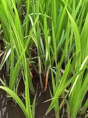 Acorus calamus