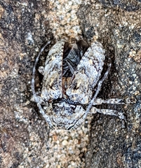 Dichostates compactus compactus