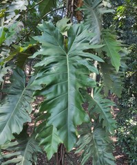 Philodendron