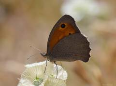 Hyponephele lycaon