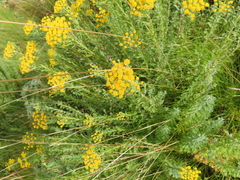 Pentzia cooperi