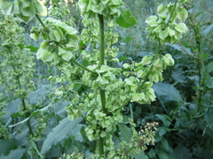 Rumex thianschanicus