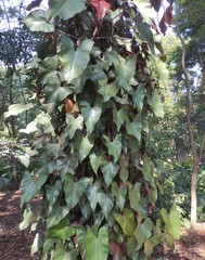 Philodendron erubescens