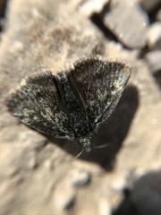 Heliothela wulfeniana