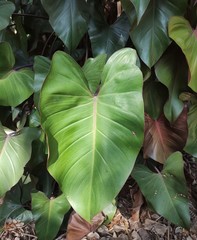 Philodendron erubescens