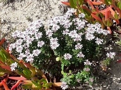 Iberis procumbens