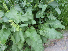 Rumex thianschanicus