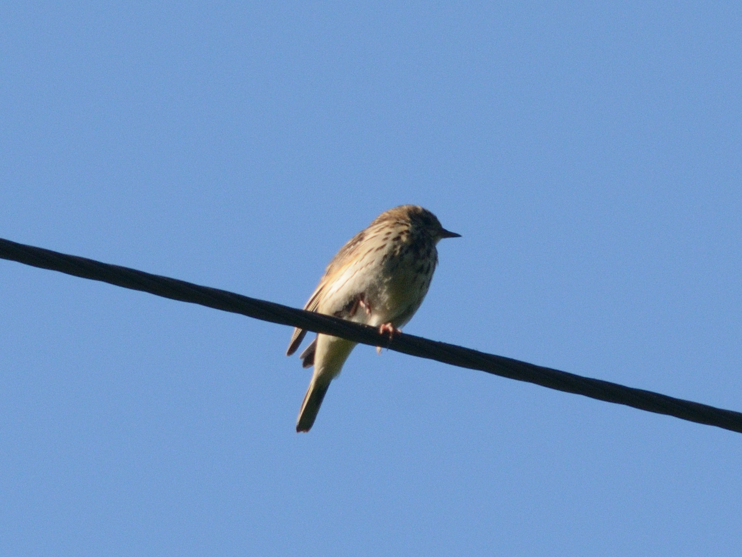 Tree Pipit