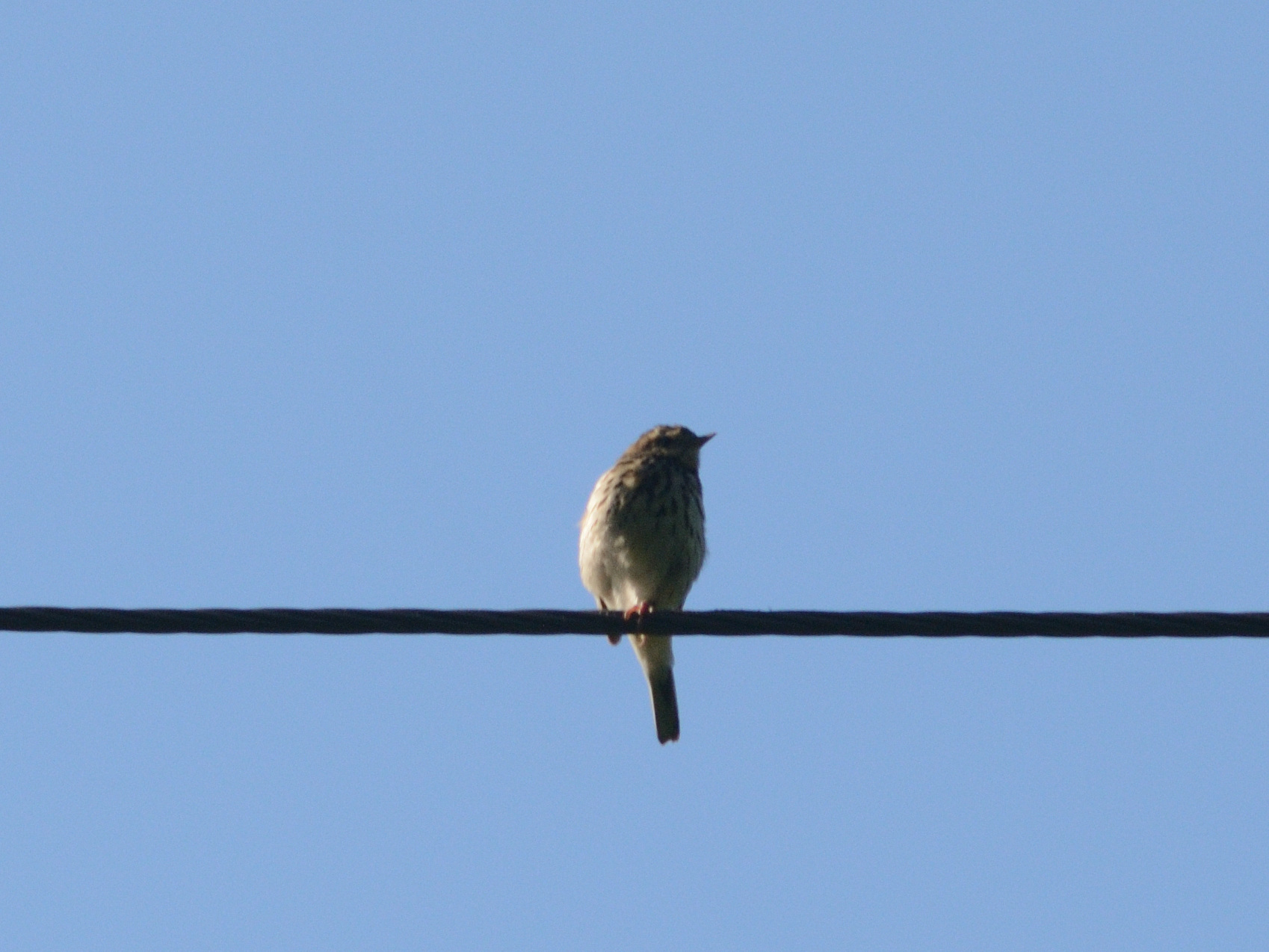 Tree Pipit