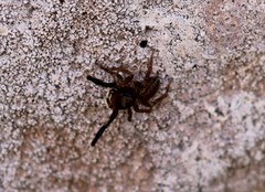 Euophrys frontalis