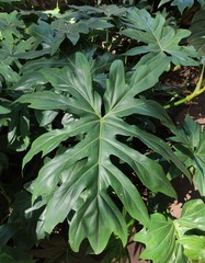 Philodendron mayoi