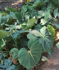 Philodendron gloriosum