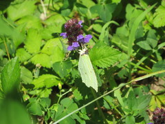 Gonepteryx rhamni