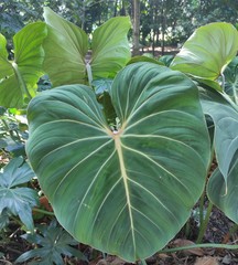 Philodendron gloriosum