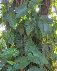 Philodendron