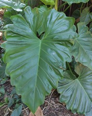 Philodendron