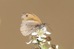 Coenonympha pamphilus