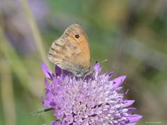 Coenonympha pamphilus