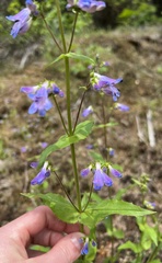 Penstemon wilcoxii