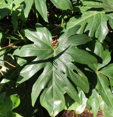 Philodendron