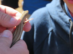 Eumeces schneiderii