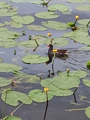 Gallinula chloropus